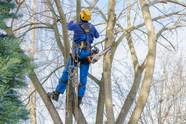 How Our Tree Care Process Works  in  Commerce City, CO