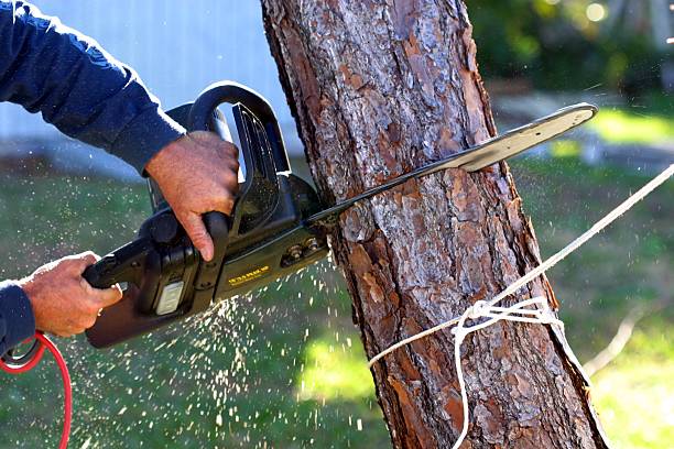 Best Lawn Watering Services  in Mmerce City, CO